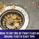 How to get rid of fruit flies in drain